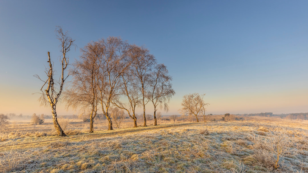 Winter-landschap-natuur-fotografie-workshop-limburg-venlo-maasduinen-Travelmarks-Photography-17