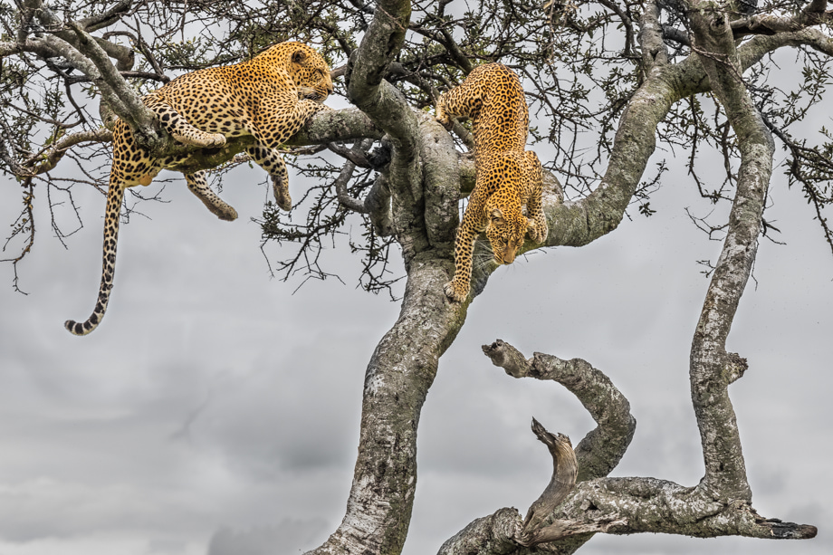 fotografiereis-kenia-masai-mara-reserve-luipaard-1