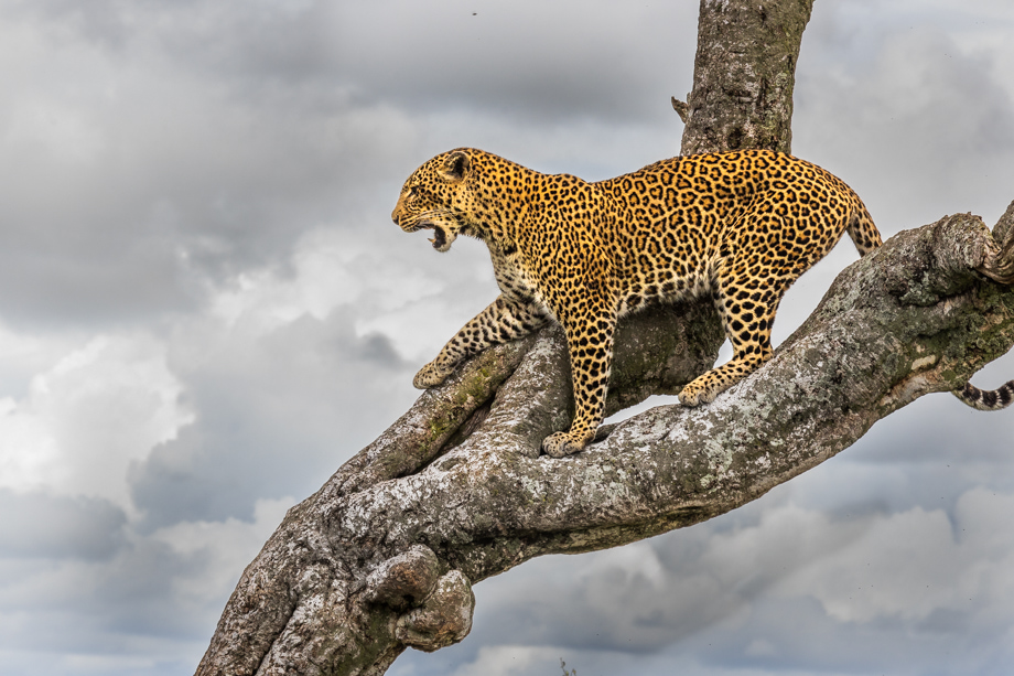 fotografiereis-kenia-masai-mara-reserve-luipaard-2