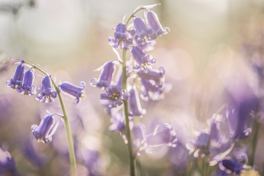 hallerbos-hyacint-travelmarks-photography-fotografie-workshop-creatief-weekend-1