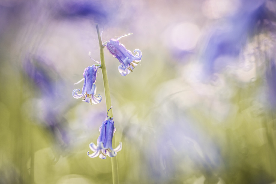 hallerbos-hyacint-travelmarks-photography-fotografie-workshop-creatief-weekend-11