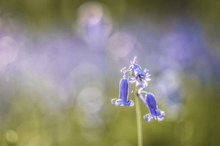 hallerbos-hyacint-travelmarks-photography-fotografie-workshop-creatief-weekend-8