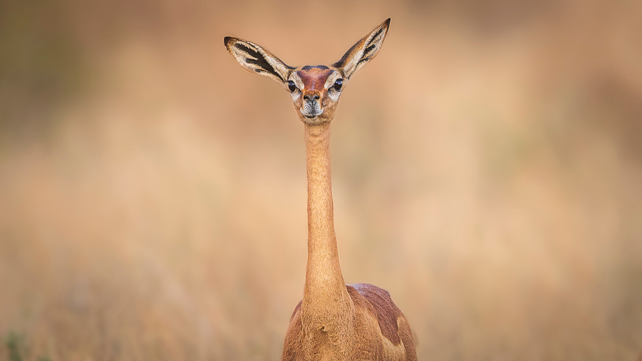 travelmarks-photography-fotografie-reizen-afrika-europa-cultuur-kenia-luxemburg-noorwegen-lofoten-workshops-landschap-natuur-13