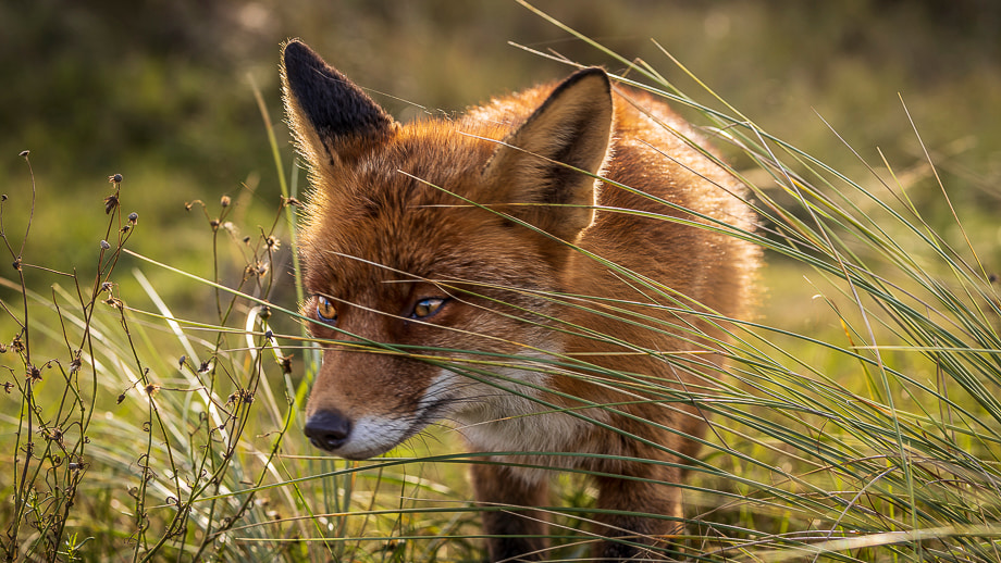 travelmarks-photography-natuur-landschap-workshop-fotografie-vossen-herten-bronstijd-AWD-1