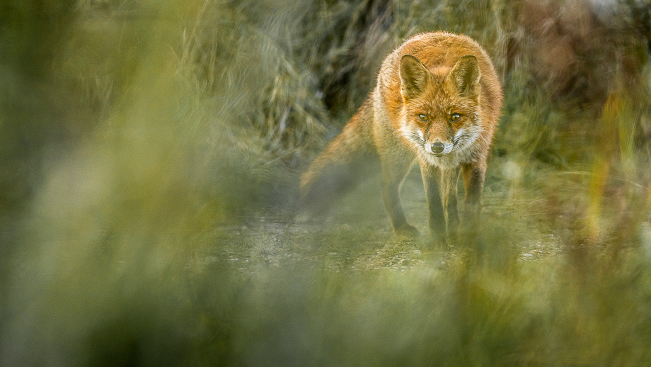travelmarks-photography-natuur-landschap-workshop-fotografie-vossen-herten-bronstijd-AWD-5