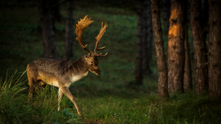 travelmarks-photography-natuur-landschap-workshop-fotografie-vossen-herten-bronstijd-AWD-7