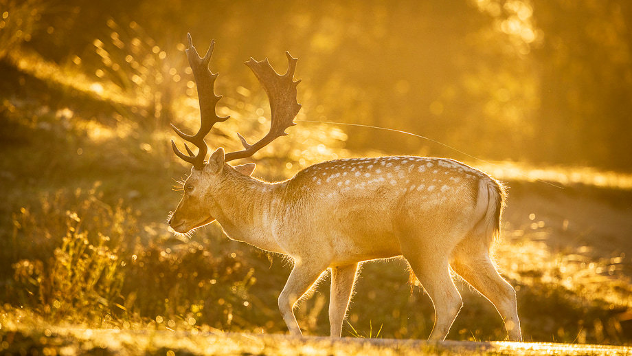 travelmarks-photography-natuur-landschap-workshop-fotografie-vossen-herten-bronstijd-AWD-8