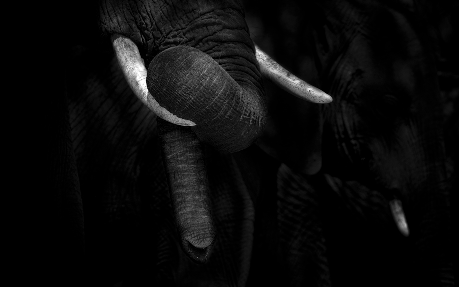 travelmarks-photography-tanzania-fotoreis-masai-school-wildlife-serengeti-workshop-tarangire-1