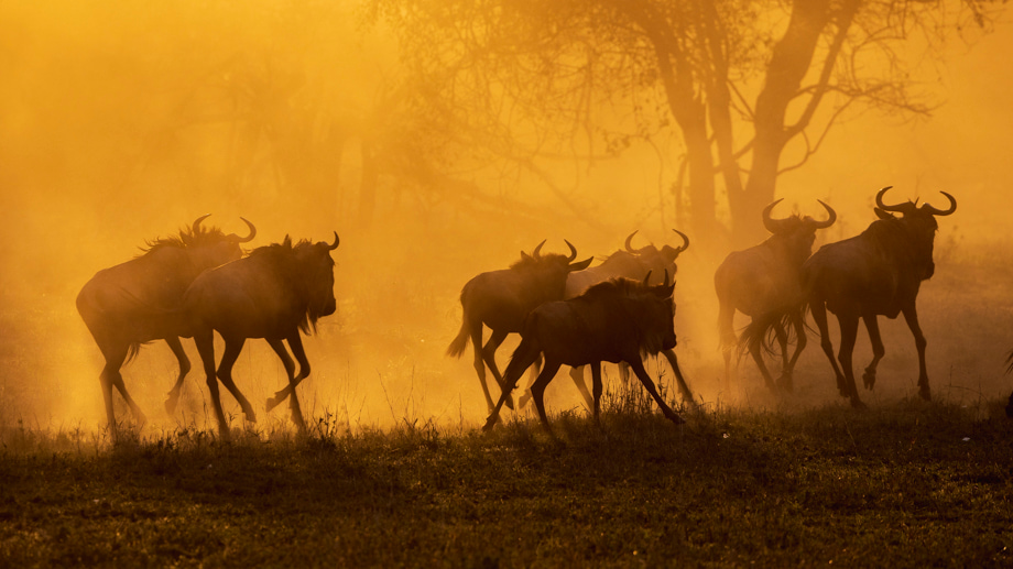 travelmarks-photography-tanzania-fotoreis-masai-school-wildlife-serengeti-workshop-tarangire-18