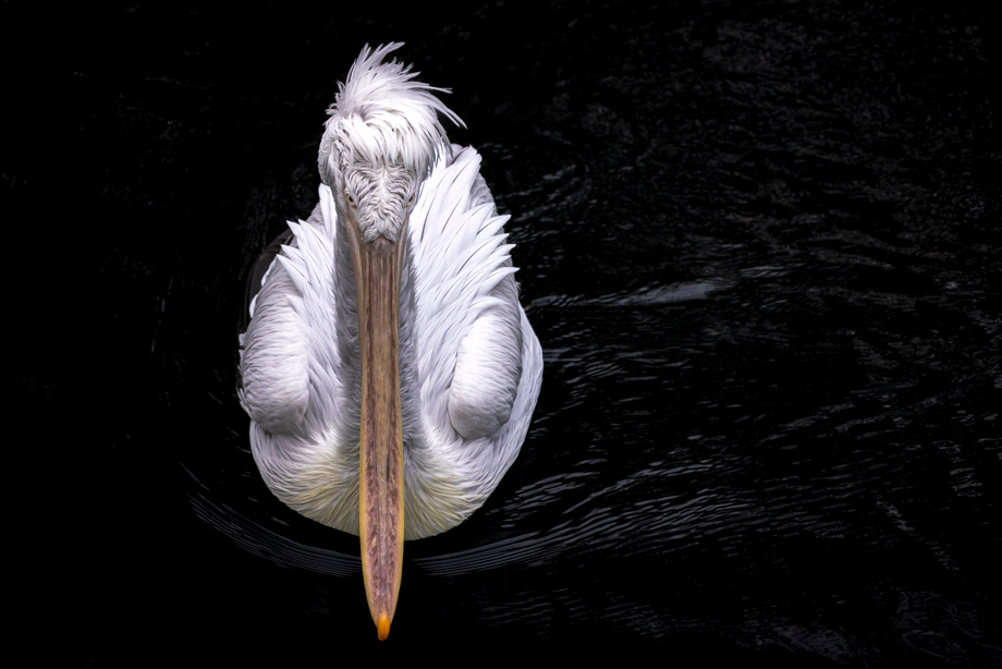 travelmarks-photography-wildlife-lion-leeuw-tijger-kroeskoppelikaan-fotografie-workshop-15