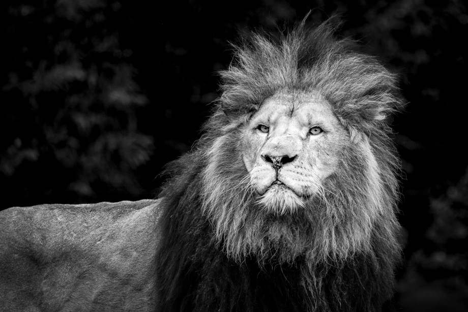 travelmarks-photography-wildlife-lion-leeuw-tijger-kroeskoppelikaan-fotografie-workshop-3
