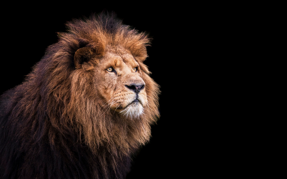travelmarks-photography-wildlife-lion-leeuw-tijger-kroeskoppelikaan-fotografie-workshop-5