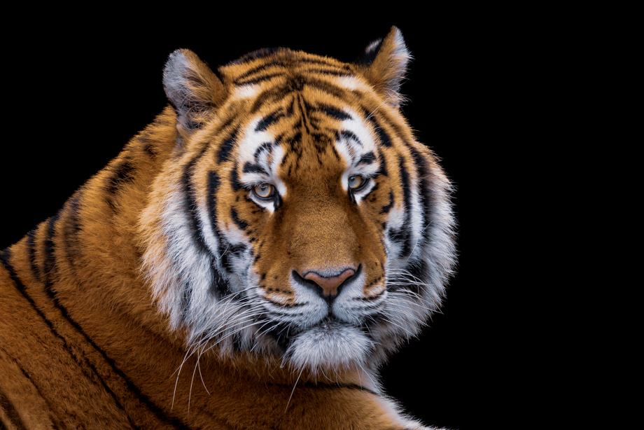 travelmarks-photography-wildlife-lion-leeuw-tijger-kroeskoppelikaan-fotografie-workshop-7