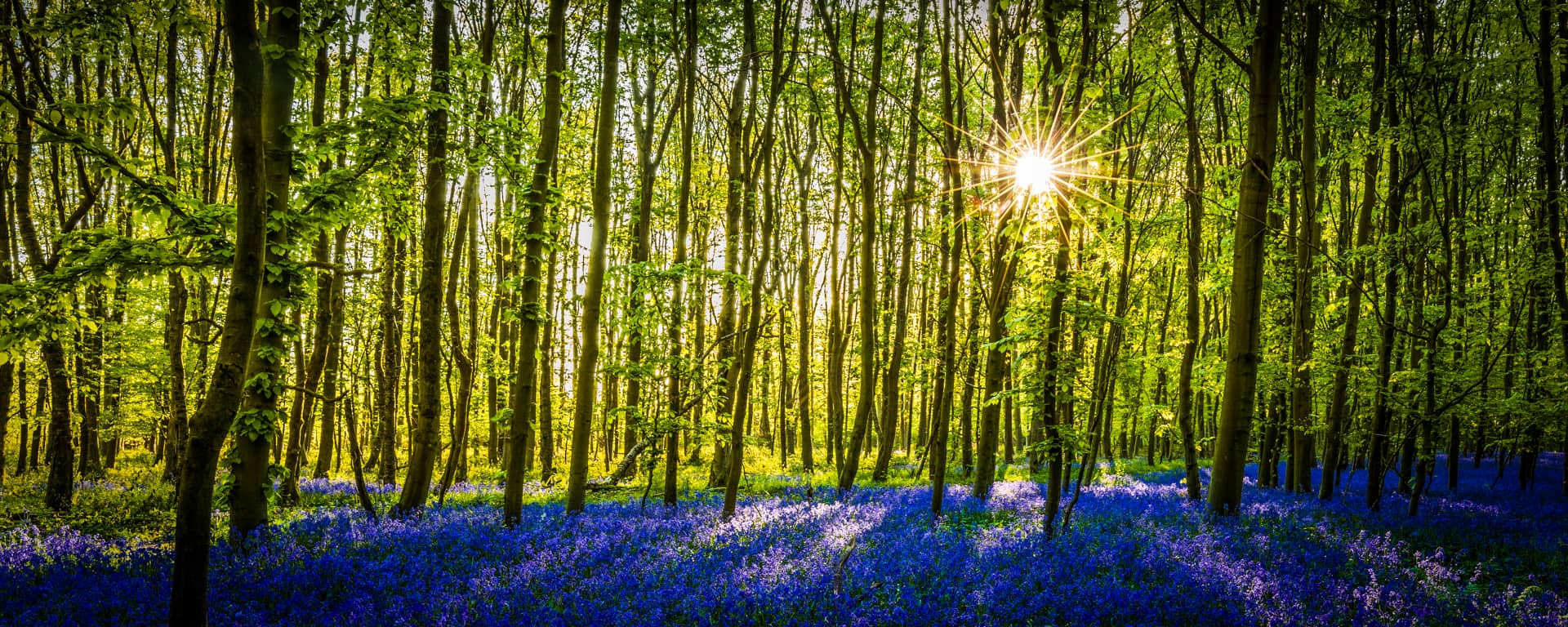 travelmarks-photography-workshop-fotografie-flitsen-natuur-macro-landschap-hallerbos-blue-bells-1