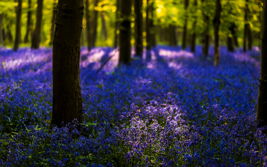 travelmarks-photography-workshop-fotografie-flitsen-natuur-macro-landschap-hallerbos-blue-bells-4