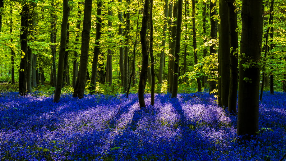 travelmarks-photography-workshop-fotografie-flitsen-natuur-macro-landschap-hallerbos-blue-bells-5