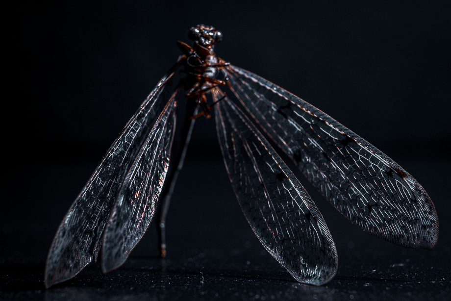travelmarks-photography-workshop-macro-ultra-studio-belichting-libelle-waterjuffer-limburg-4