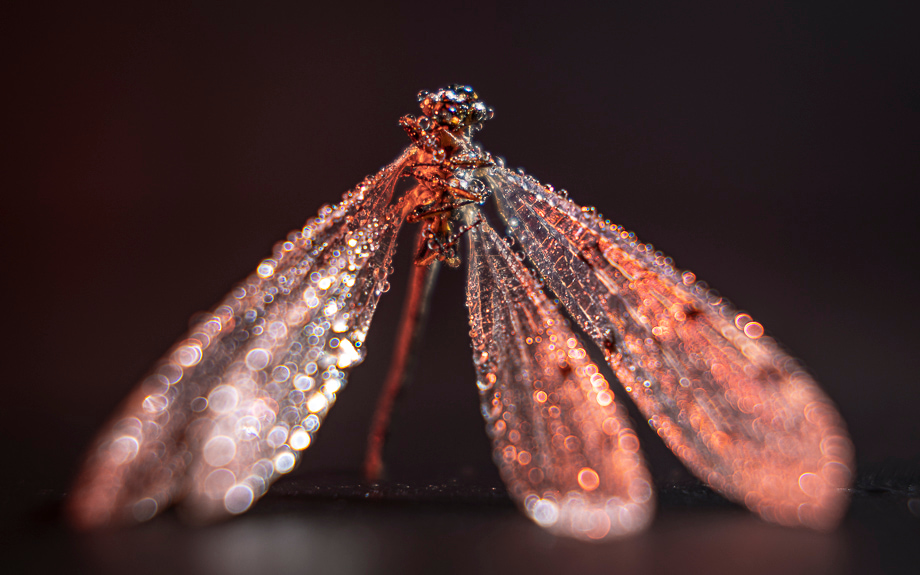 travelmarks-photography-workshop-macro-ultra-studio-belichting-libelle-waterjuffer-limburg-7
