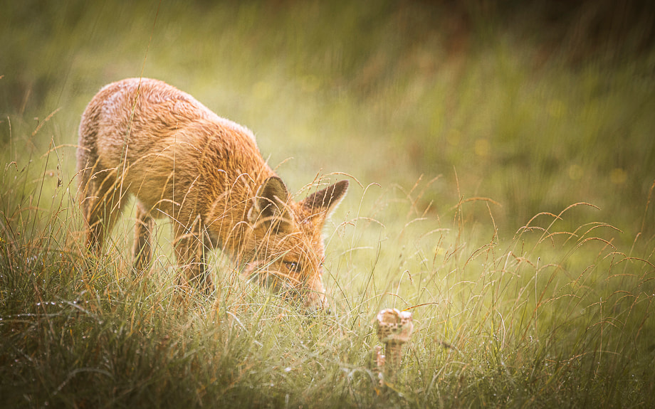 wildlife-nederland-damhert-vossen-travelmarks-photography-workshop-natuur-fotografie-AWD-2