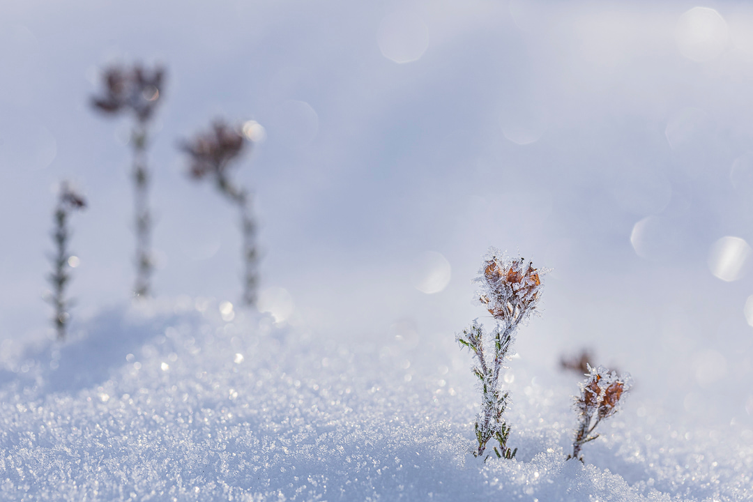 workshop-macro-winter-ijskristallen-landschap-natuur-maasduinen-limburg-venlo-travelmarks-photography-6