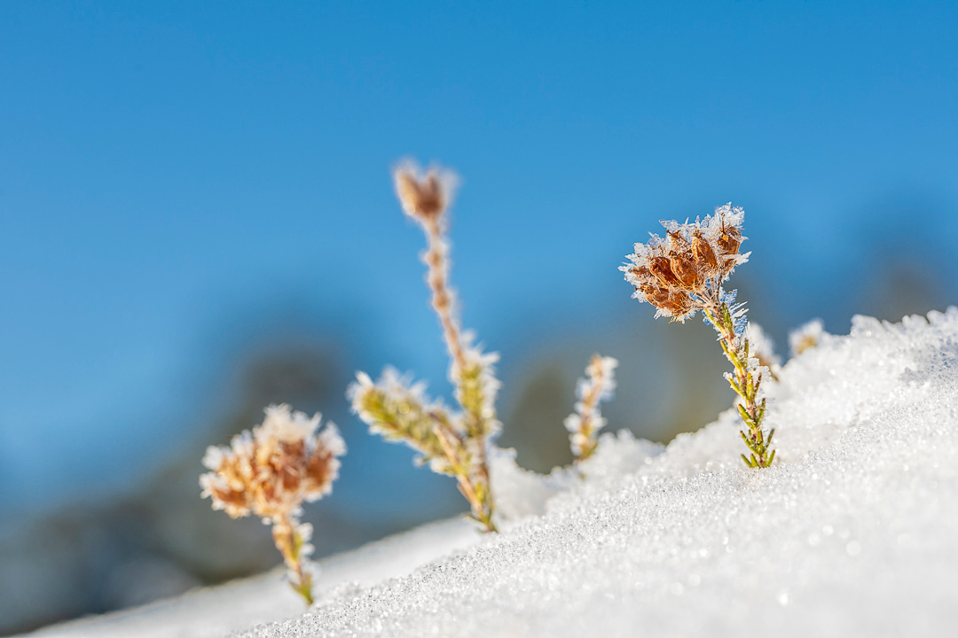 workshop-macro-winter-ijskristallen-landschap-natuur-maasduinen-limburg-venlo-travelmarks-photography-8